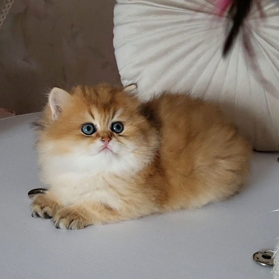 
                  
                    Oliver
                  
                