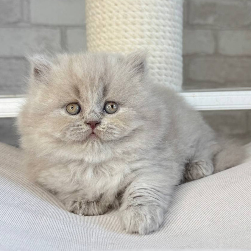 
                  
                    Ari
                  
                