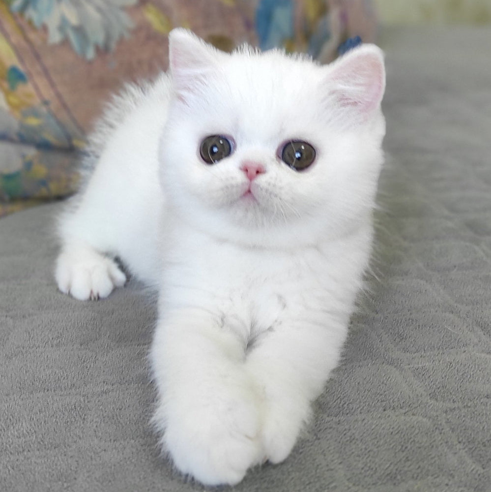 
                  
                    Blanca
                  
                