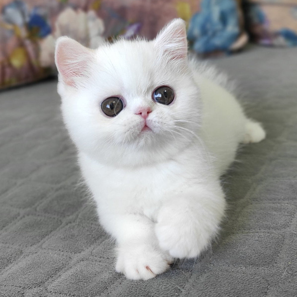 Blanca