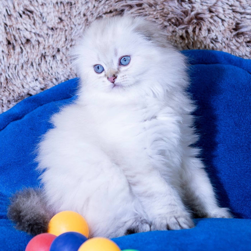 Cleopatra