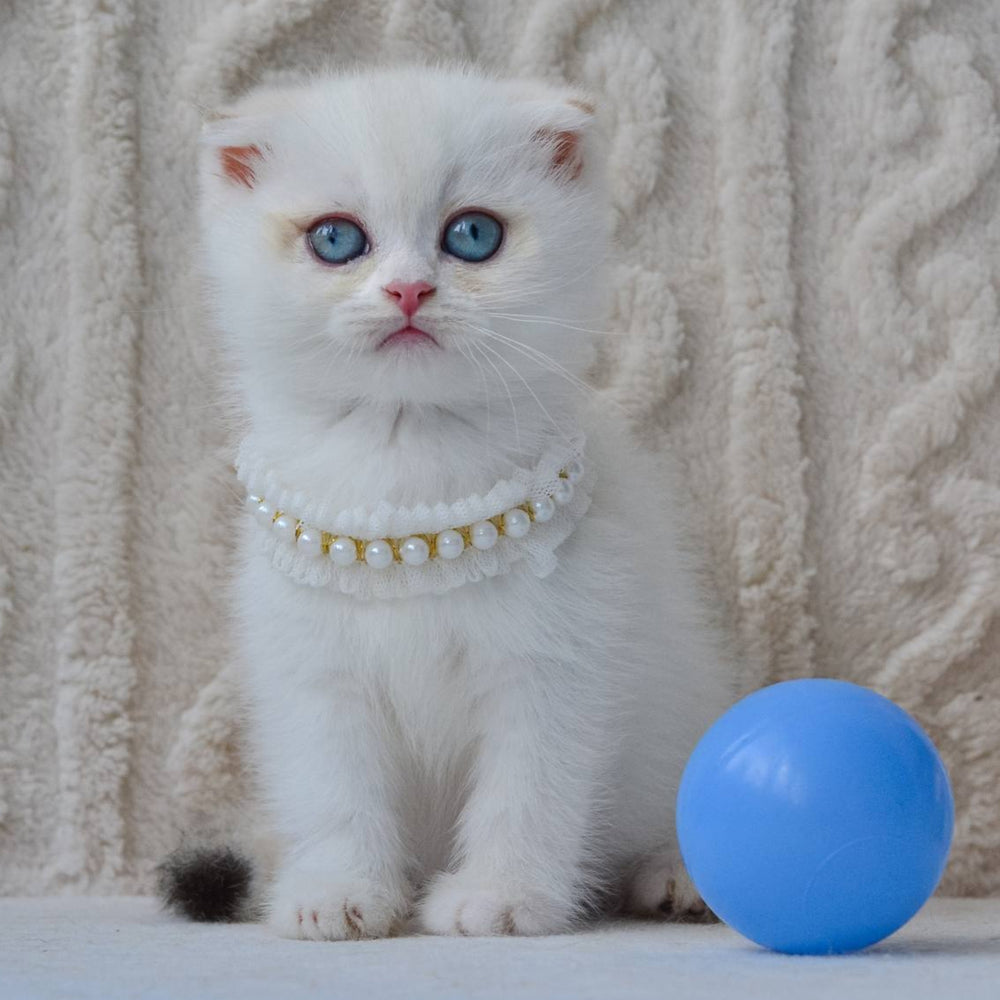 Evie