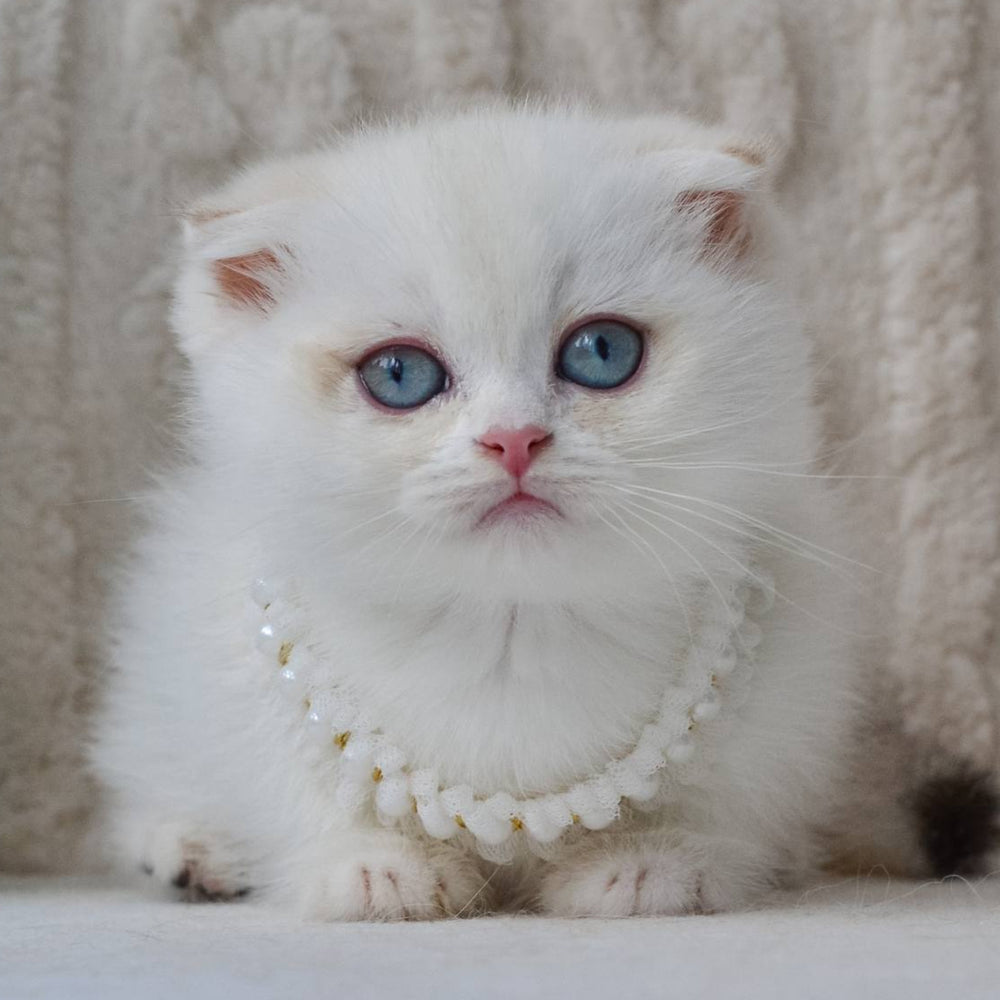 
                  
                    Evie
                  
                