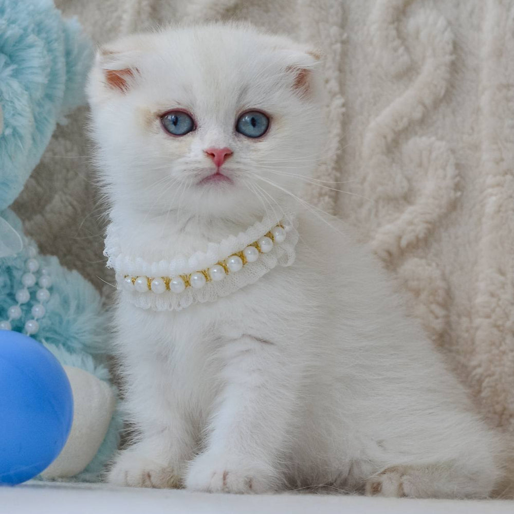 
                  
                    Evie
                  
                