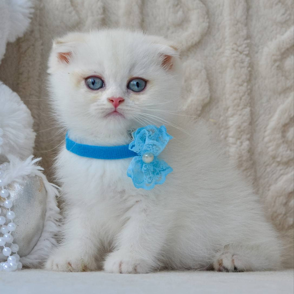 
                  
                    Evie
                  
                