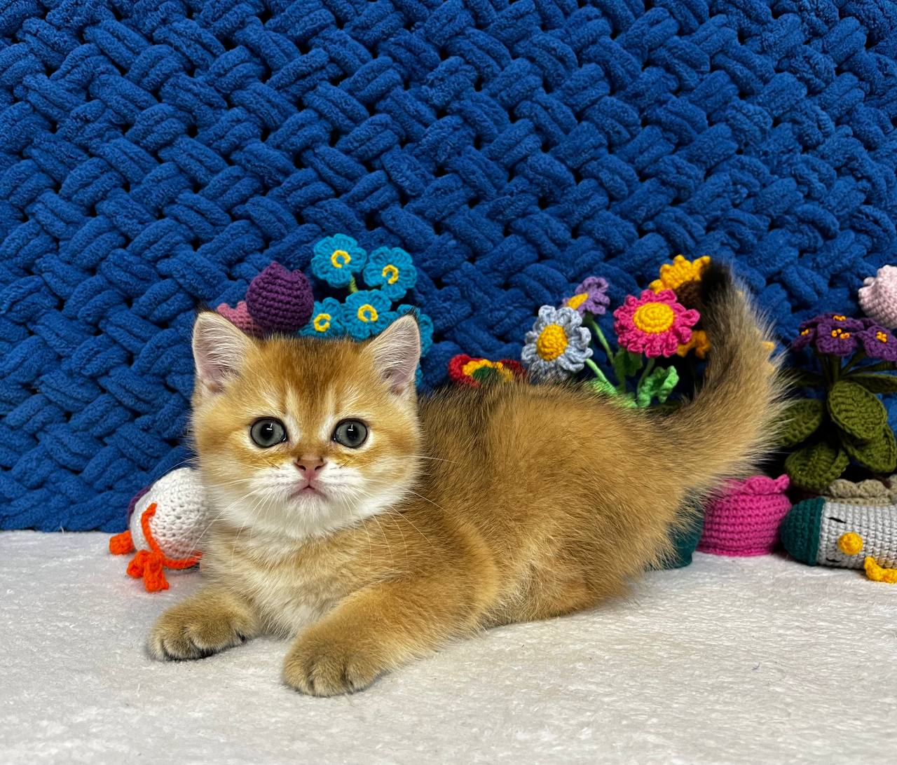 
                  
                    Zoe
                  
                