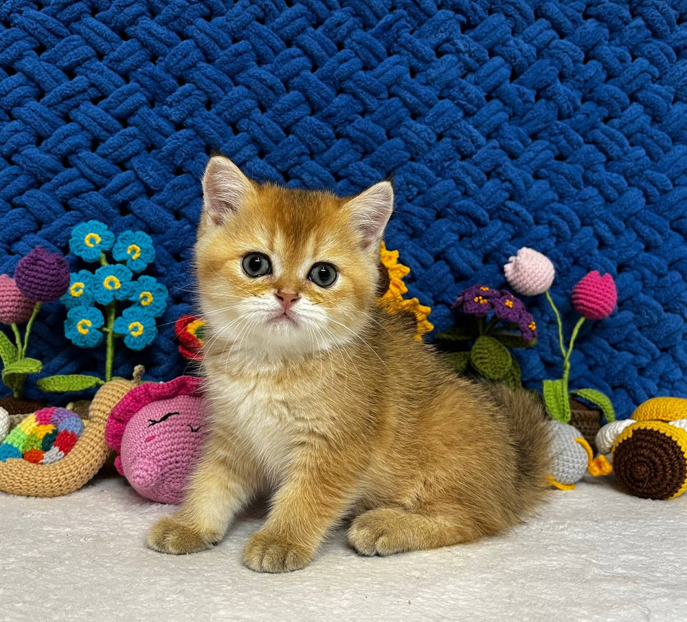 
                  
                    Zoe
                  
                