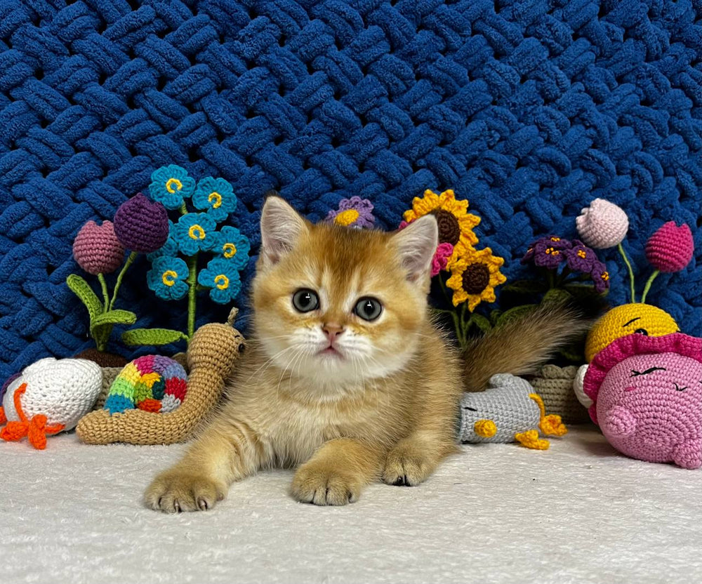 
                  
                    Zoe
                  
                