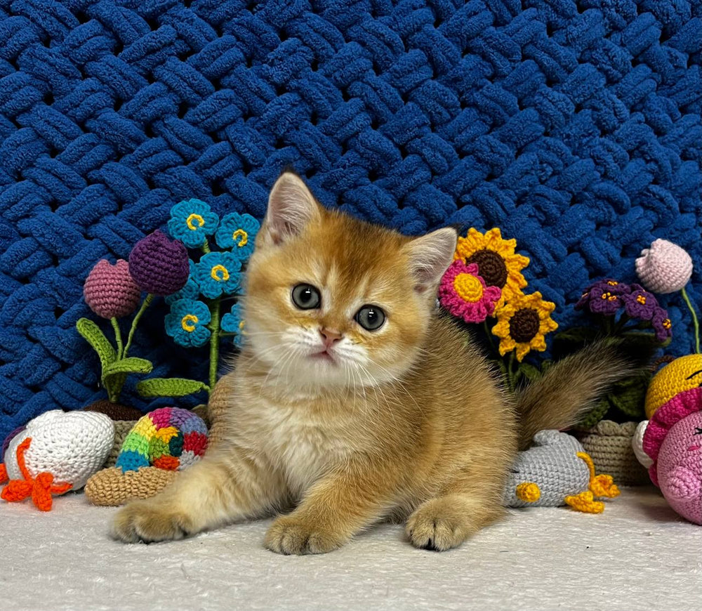 
                  
                    Zoe
                  
                