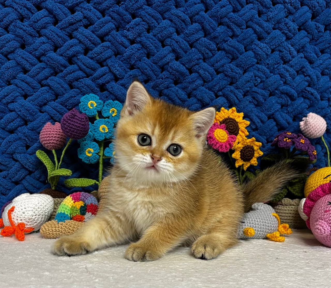 
                  
                    Zoe
                  
                