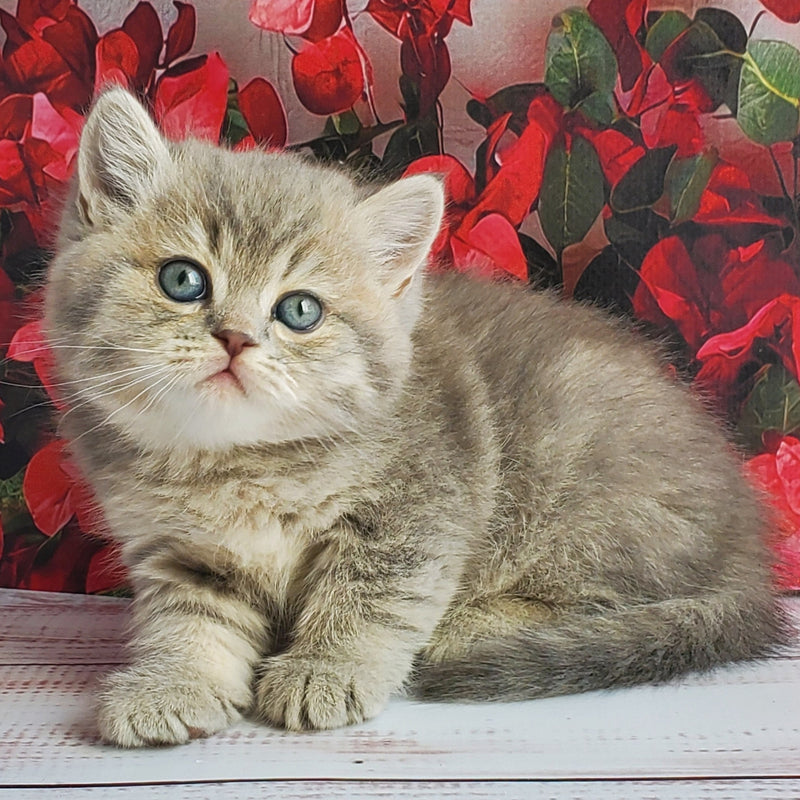 Hugo