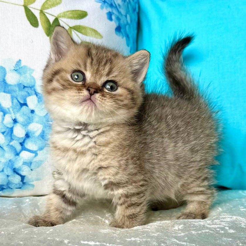 Yuki
