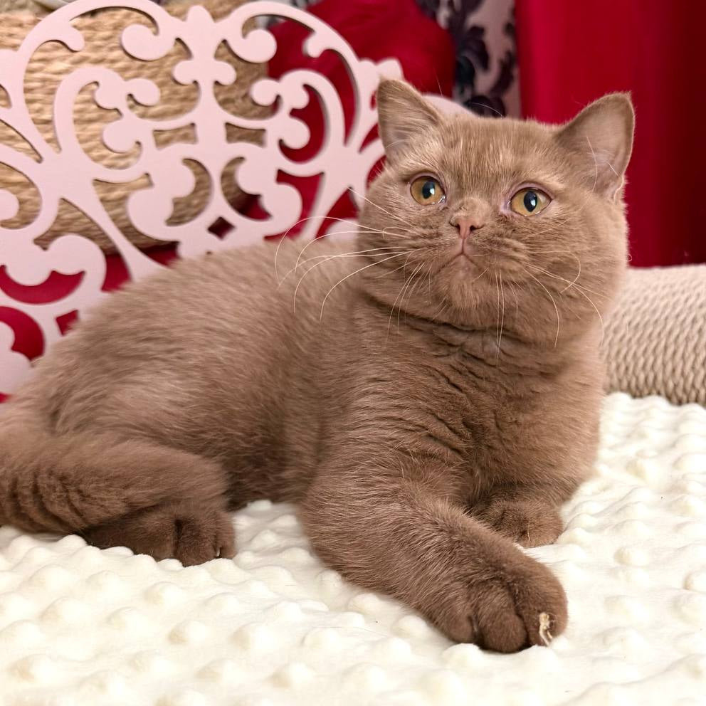 
                  
                    Melani
                  
                