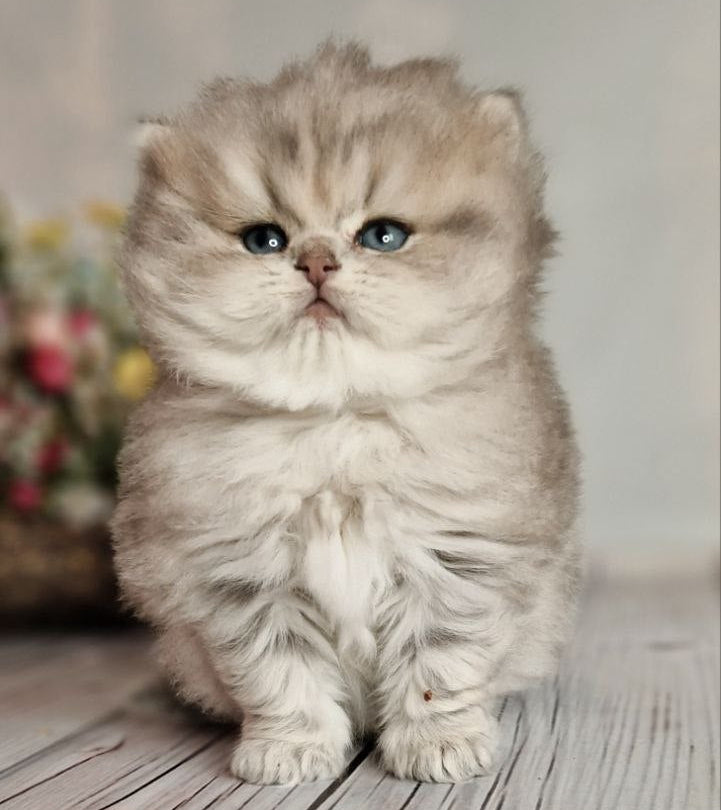 
                  
                    Olaf
                  
                