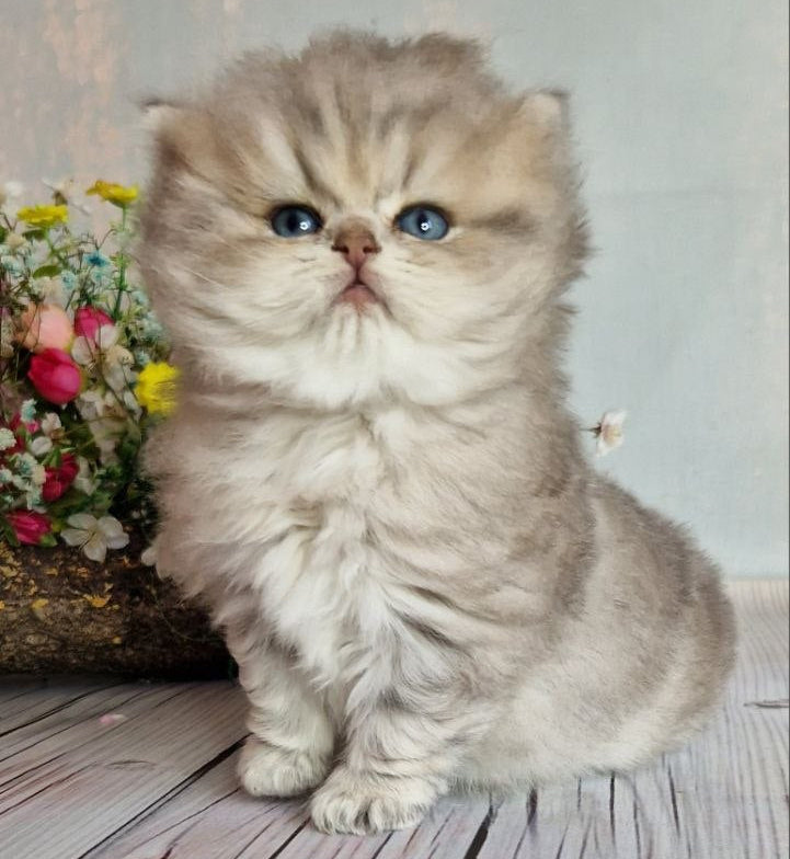 
                  
                    Olaf
                  
                