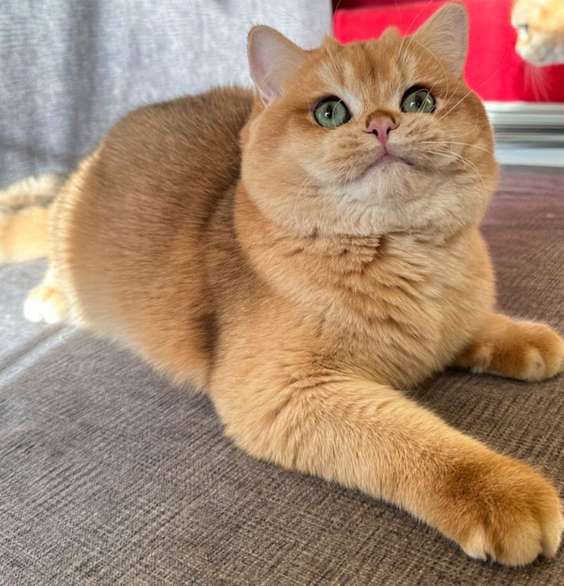 Sam