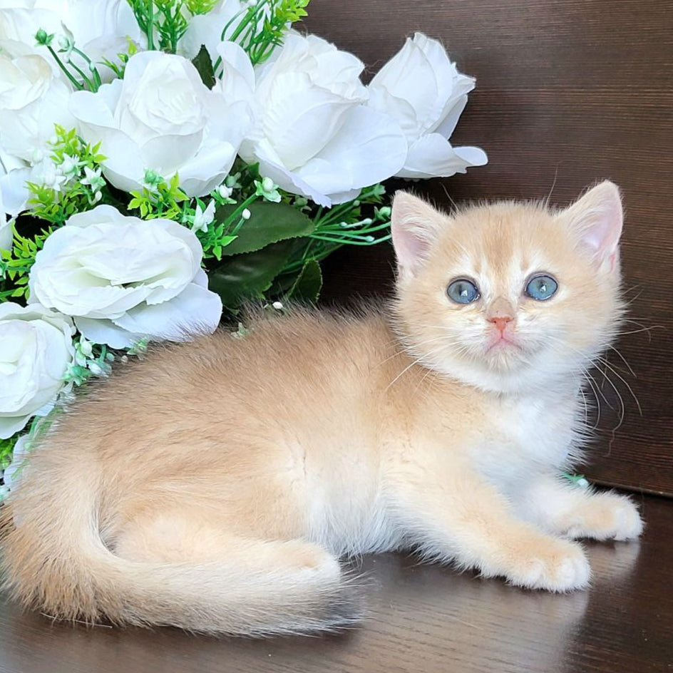 
                  
                    Simba
                  
                