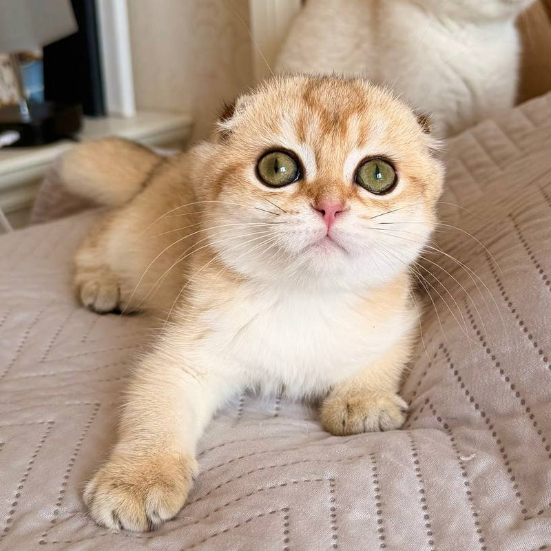 Barbara