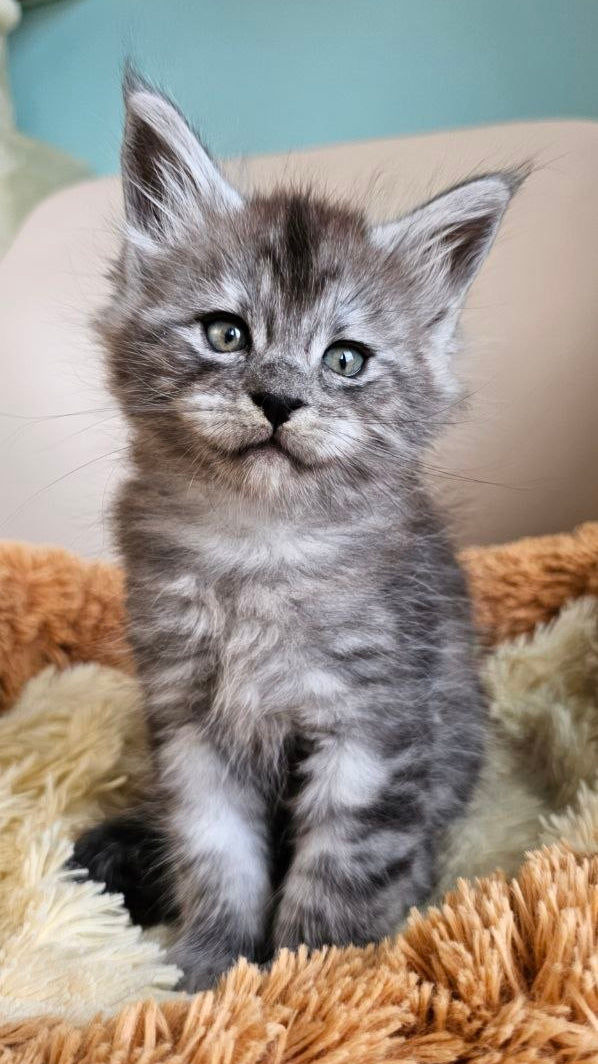 
                  
                    Freya
                  
                