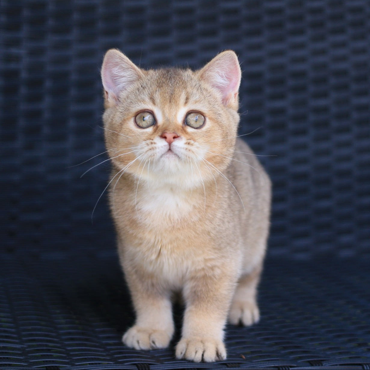 
                  
                    Paloma
                  
                