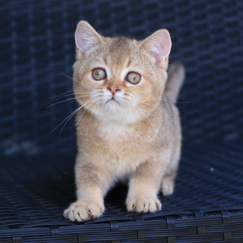 
                  
                    Paloma
                  
                