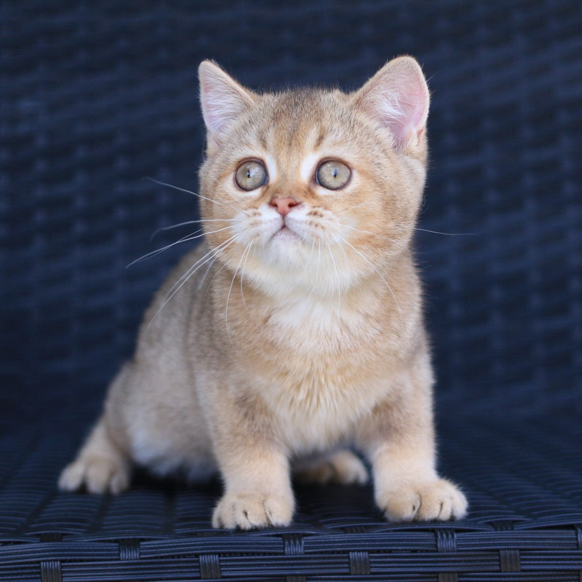 
                  
                    Paloma
                  
                