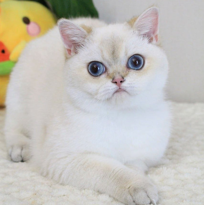 Elya