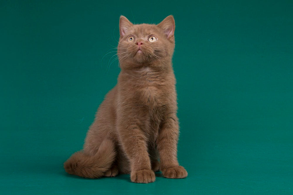 cinnamon british shorthair