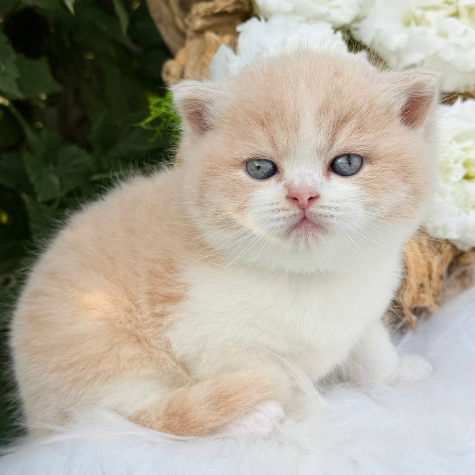 
                  
                    Hugo
                  
                
