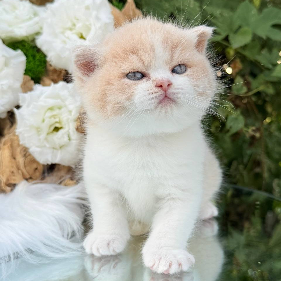 
                  
                    Hugo
                  
                