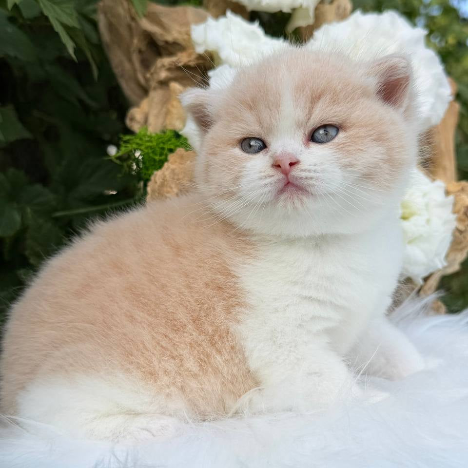 
                  
                    Hugo
                  
                