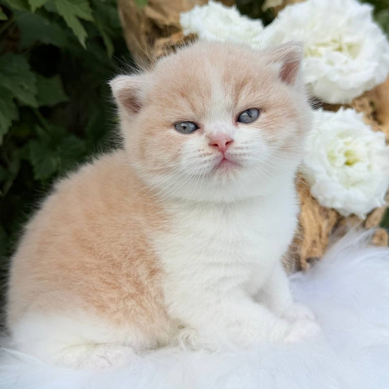 Hugo