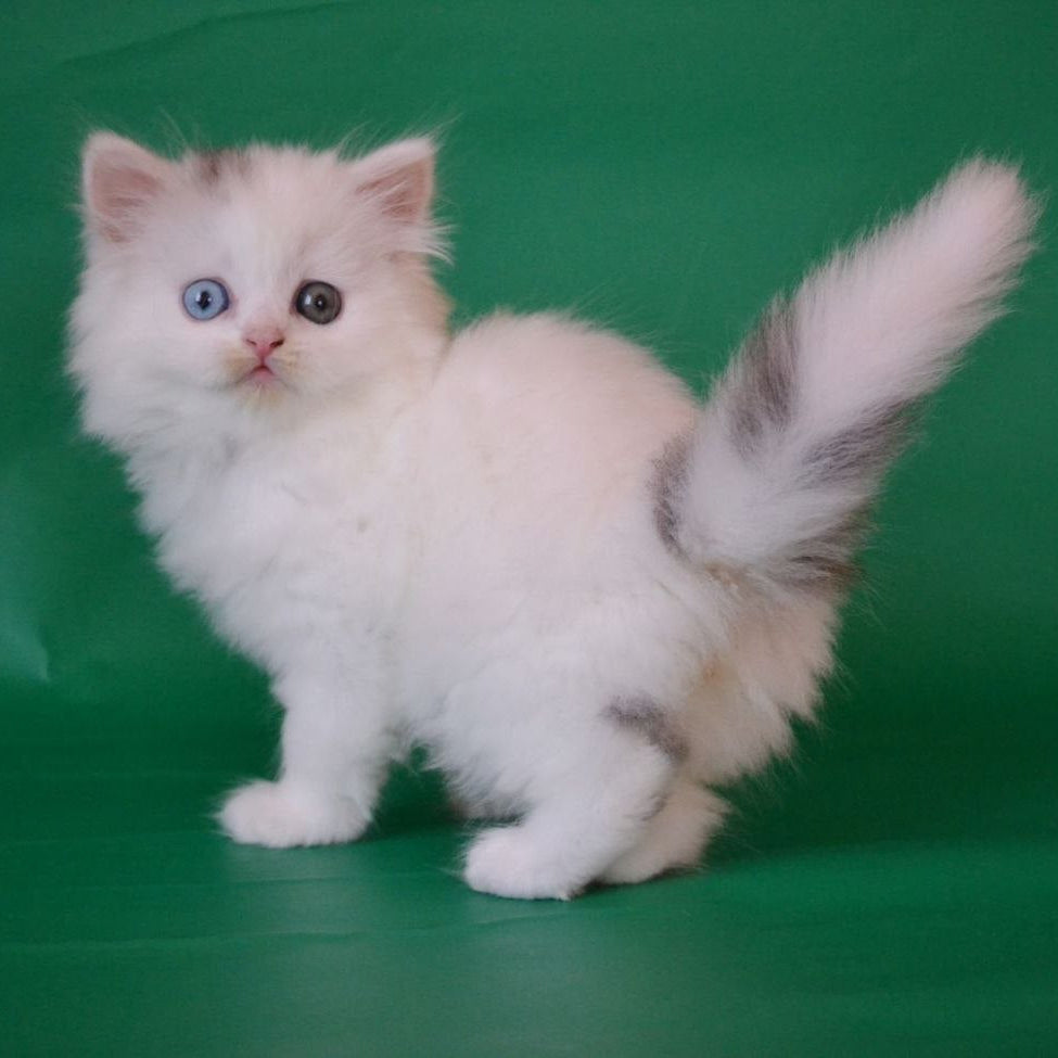 
                  
                    Oscar
                  
                