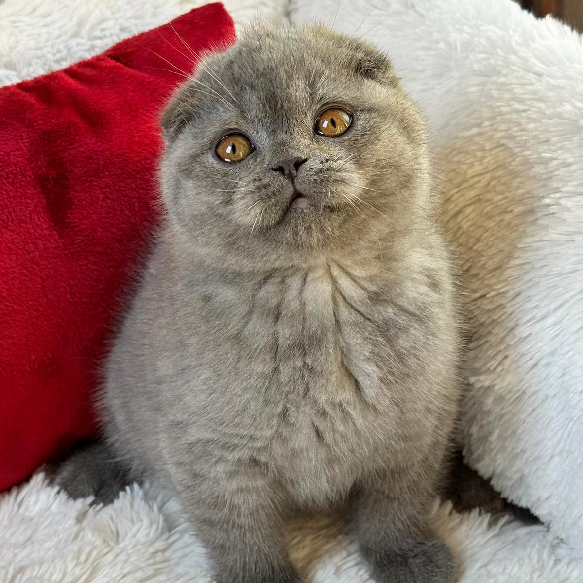 
                  
                    Xion
                  
                