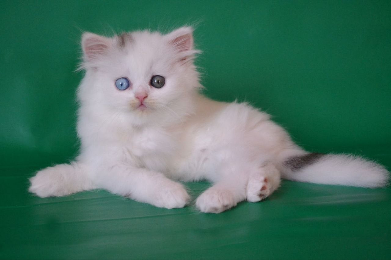
                  
                    Oscar
                  
                