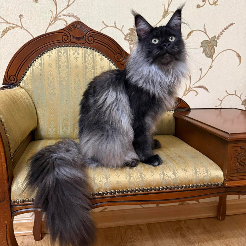 Ornella