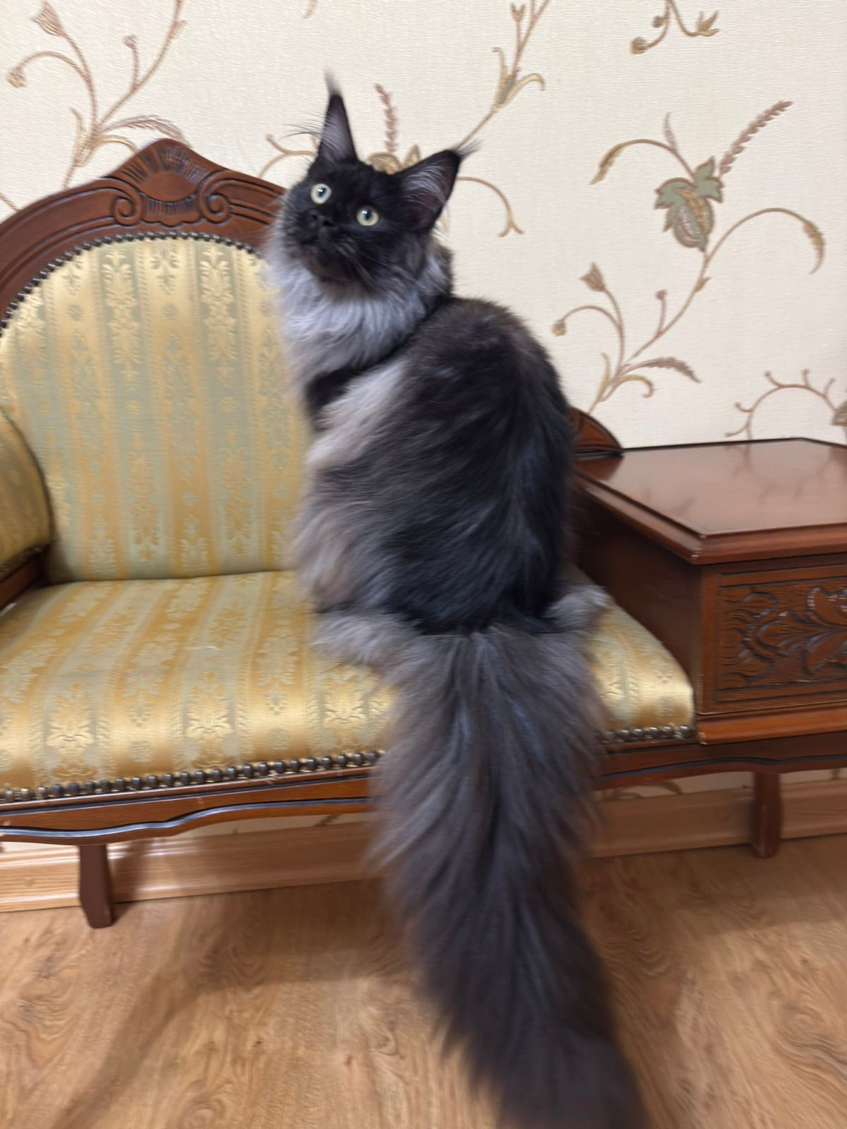 
                  
                    Ornella
                  
                