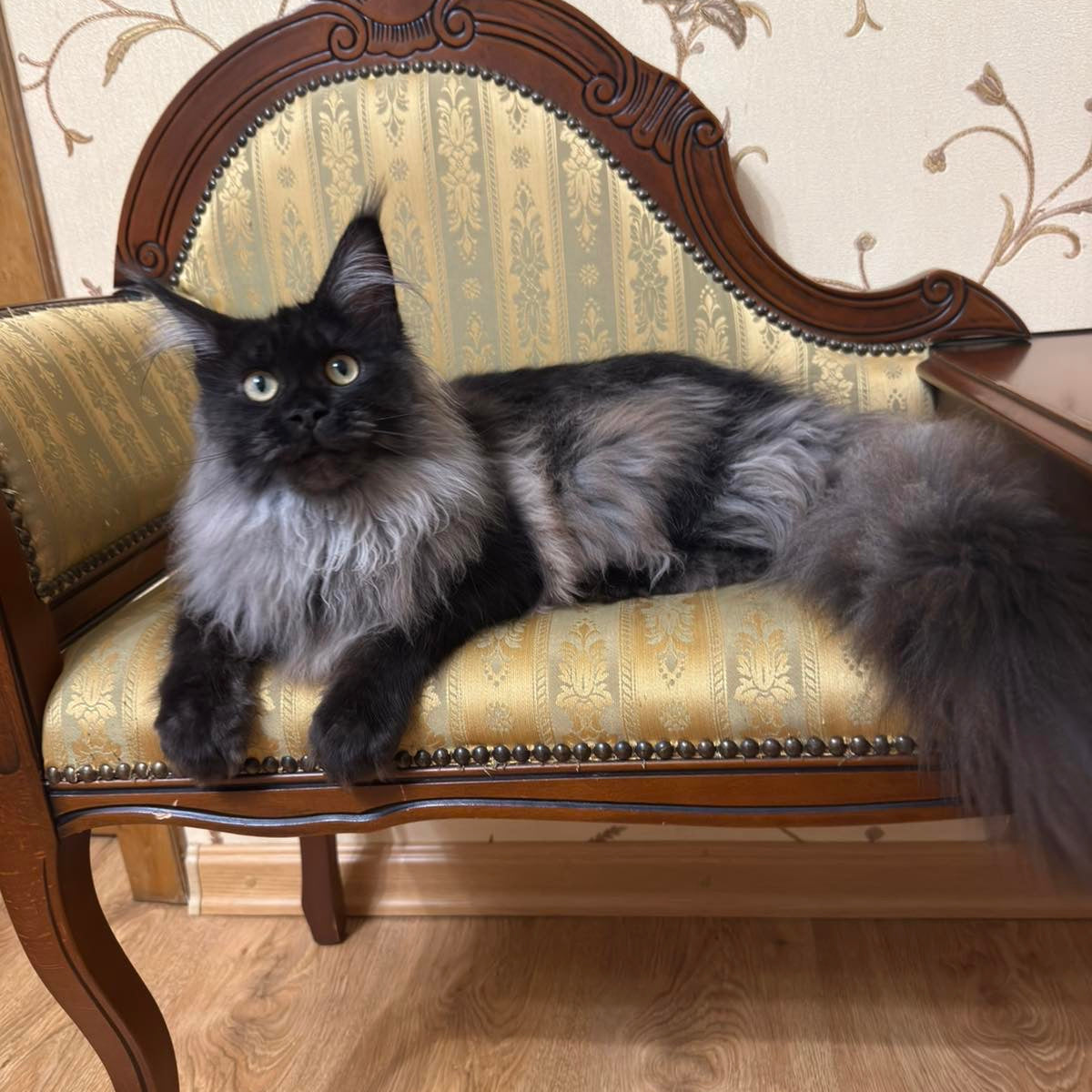 
                  
                    Ornella
                  
                