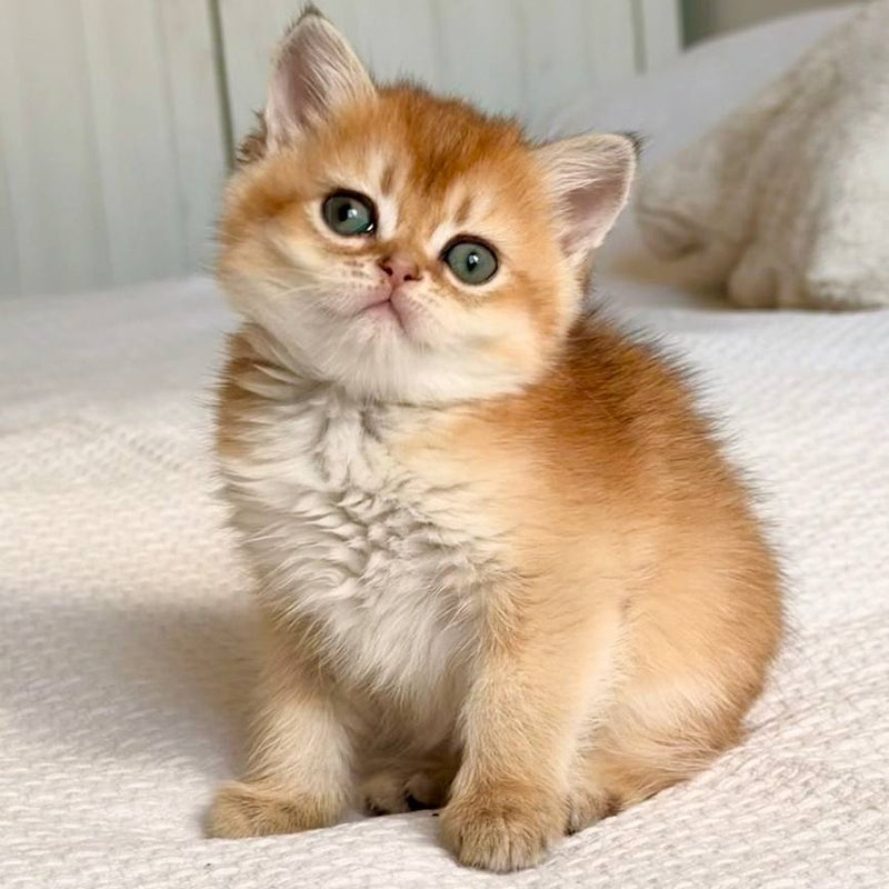 Kitty