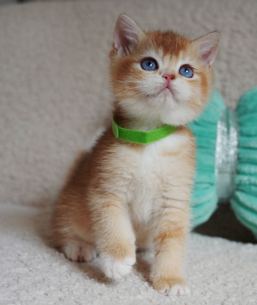 
                  
                    Teddy
                  
                
