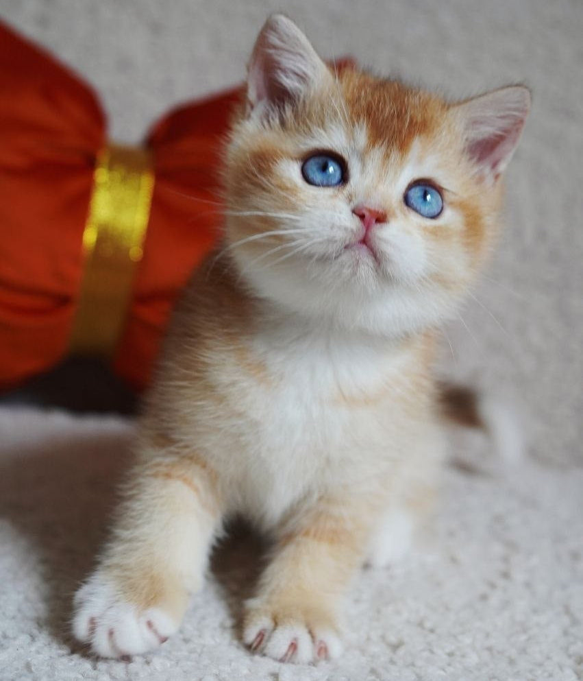 
                  
                    Teddy
                  
                