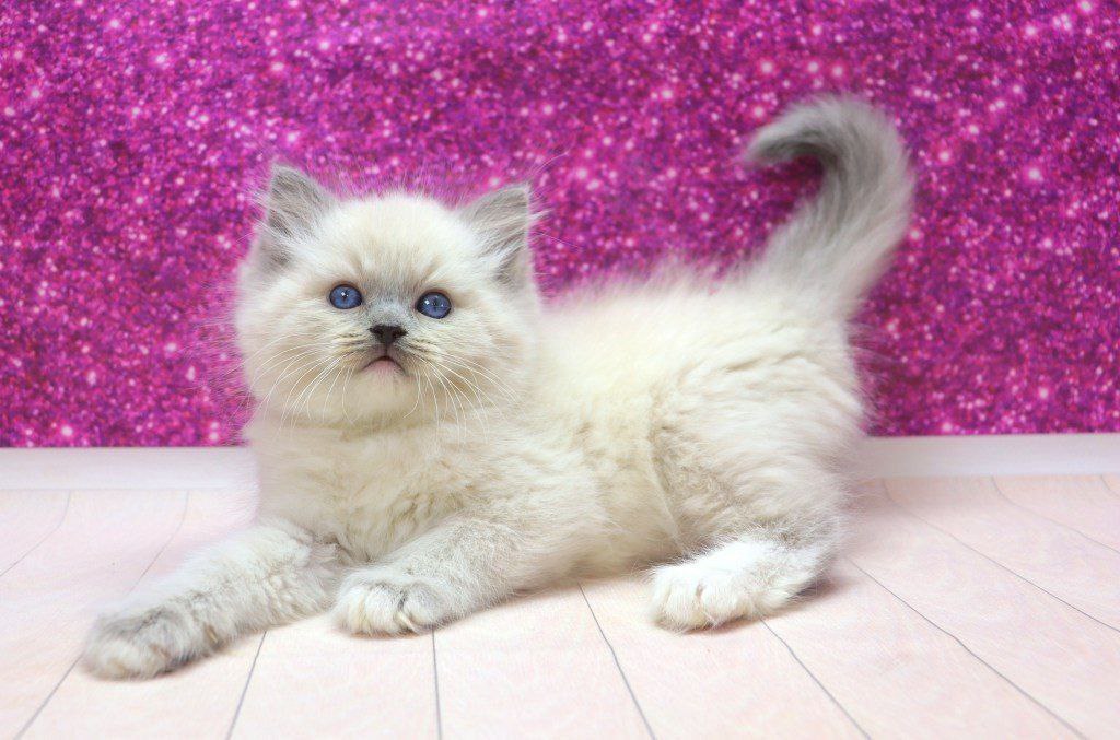 
                  
                    Marmalade
                  
                