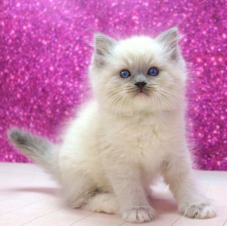 Marmalade