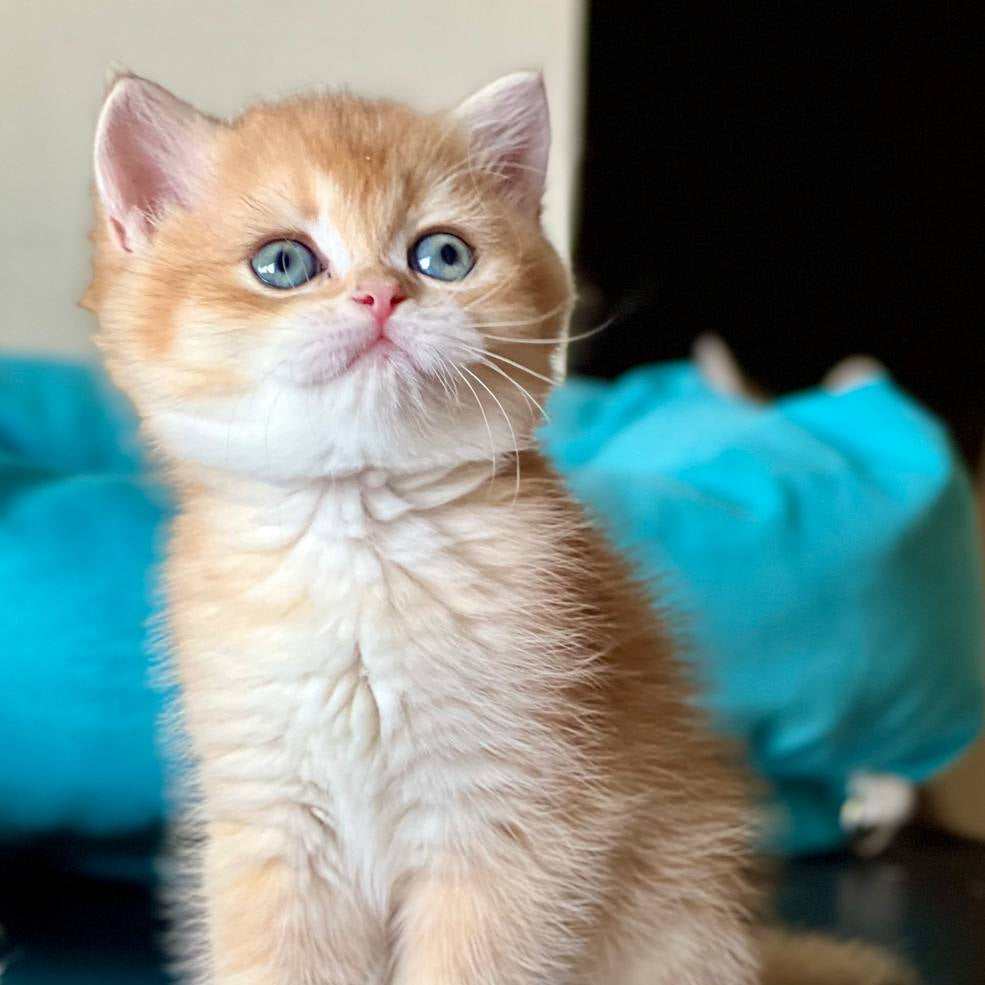 
                  
                    Teddy
                  
                
