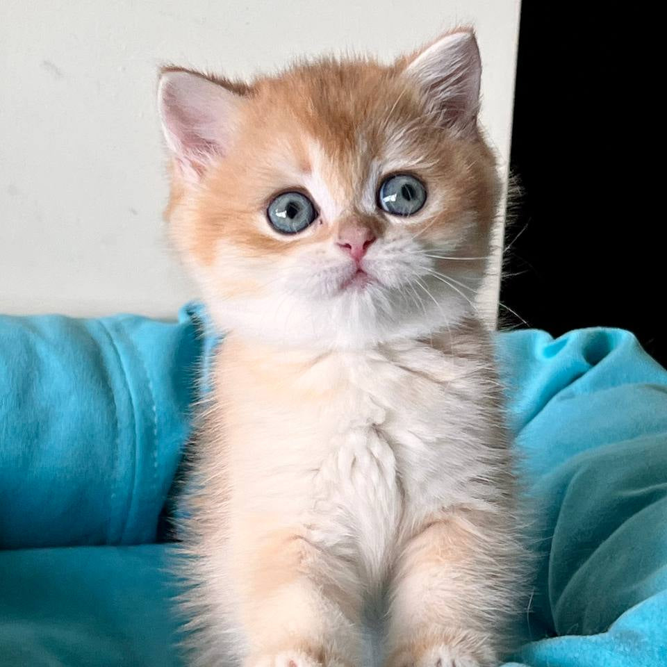 
                  
                    Teddy
                  
                