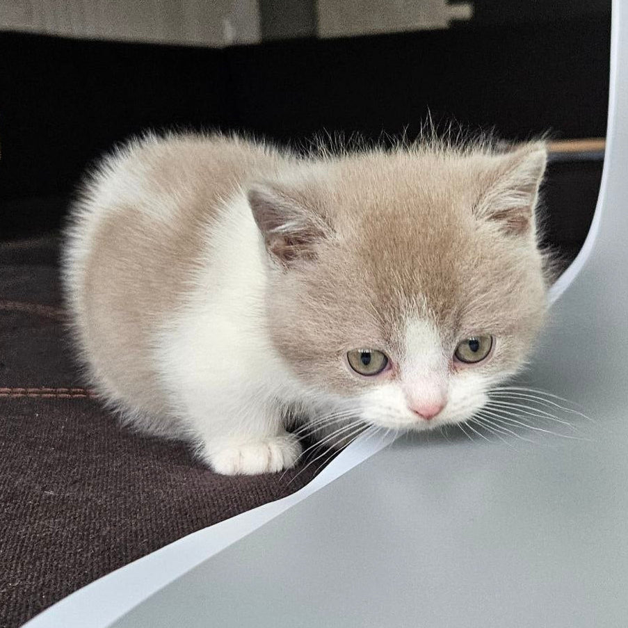 
                  
                    Mia
                  
                