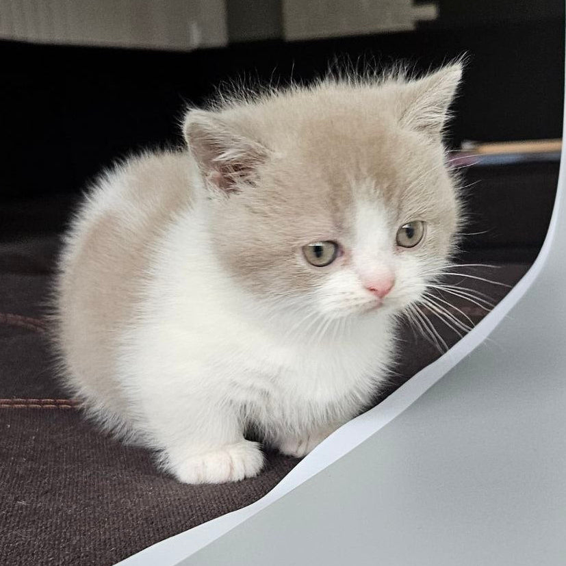 
                  
                    Mia
                  
                