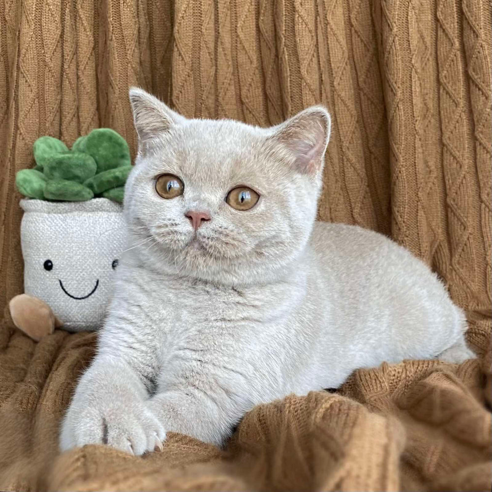 Gina