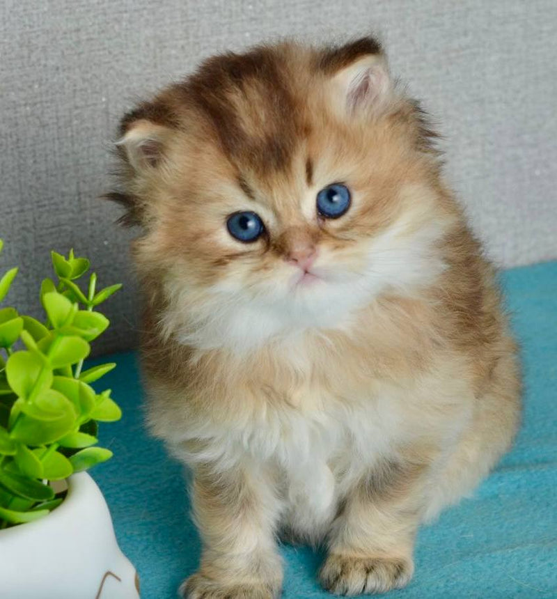 Sultan