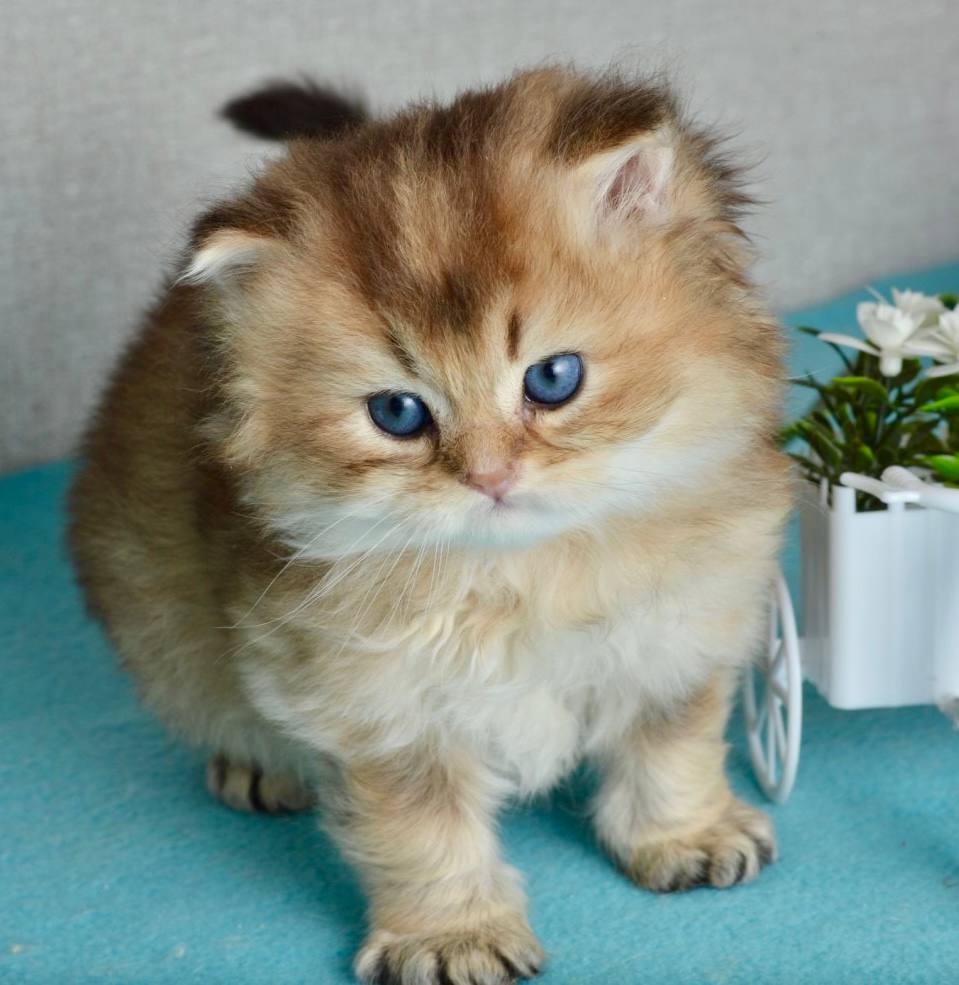 
                  
                    Sultan
                  
                